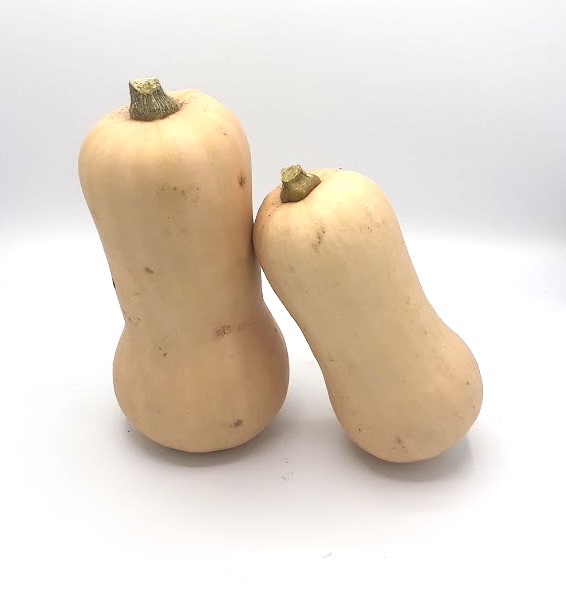 Courge Butternut GRO